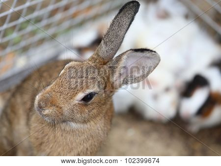 little rabbit with long ears inside the cage in the farm