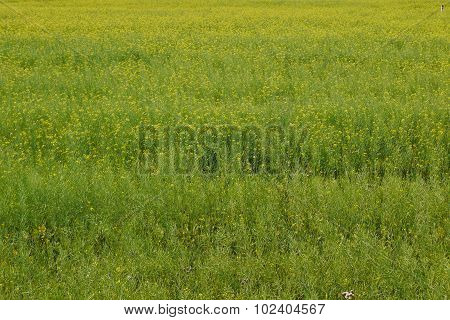 Mustard field