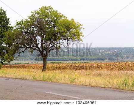 Old Damaged Asphalt Road In Rural Ukraine. Rural Landscape.