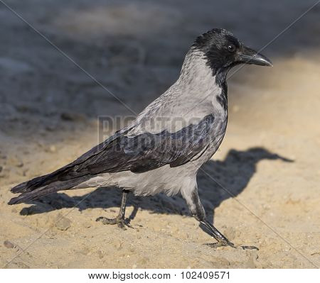 Hooded crow