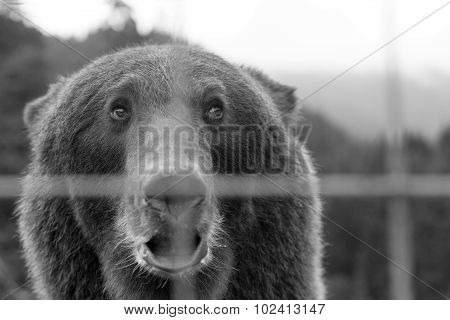 View On Sad European Brown Bear