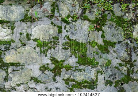 white and grey stone wall with green mos and leaf