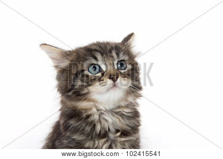 Cute Baby Tabby Kitten On White