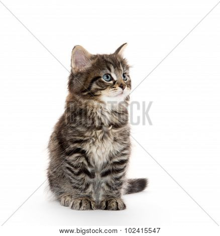 Cute Baby Tabby Kitten On White