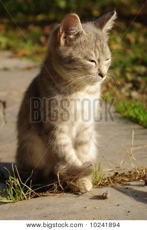kitty pigro