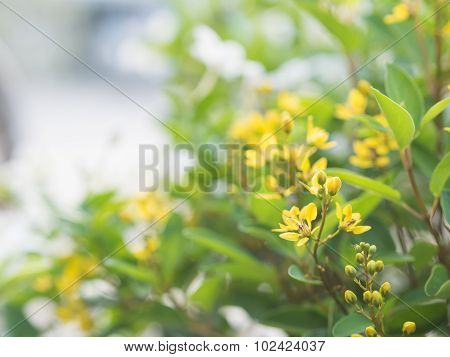 Yellow Galphimia Flowers In GREEN Garden.