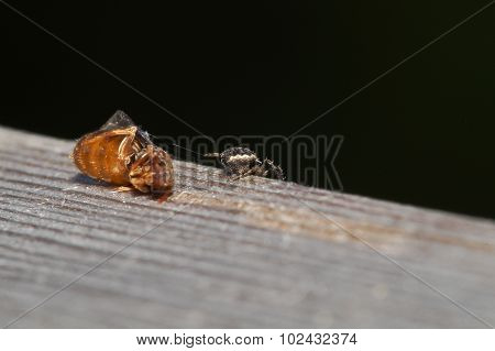Spider Feeding On Flying Ant