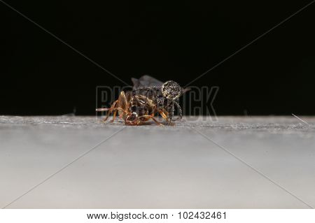 Spider Feeding On Flying Ant