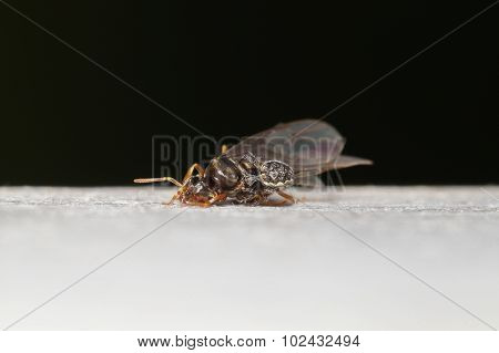 Spider Feeding On Flying Ant