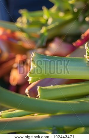 Fresh Rhubarb