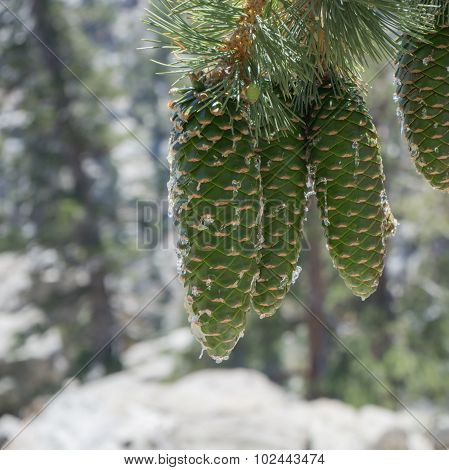 Pine Cones