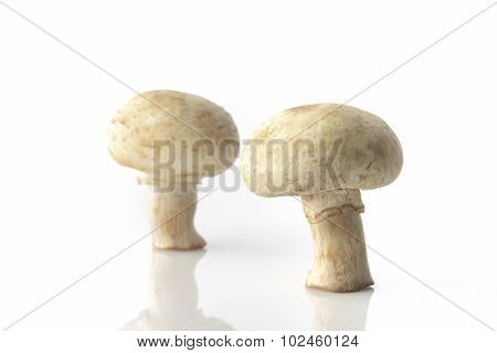 Two Button Mushrooms On White Background Shot in Studio