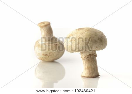 Two Common Button Mushrooms On White Background Shot in Studio