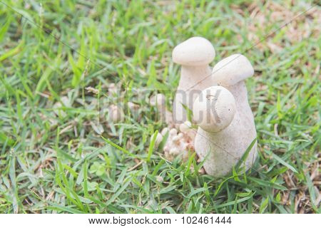 Bolete