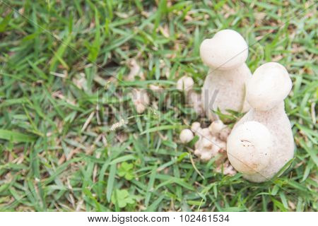 Bolete