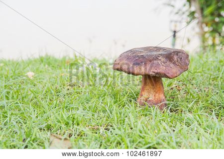 Bolete