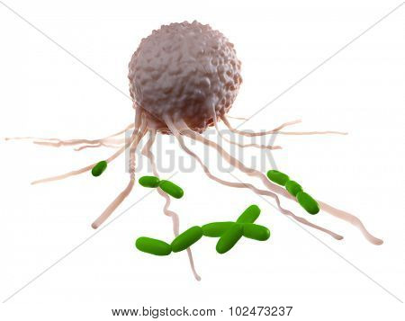 medically accurate illustration of a leucocyte attacking bacteria