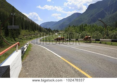 Cows walk on Chuysky Trakt.