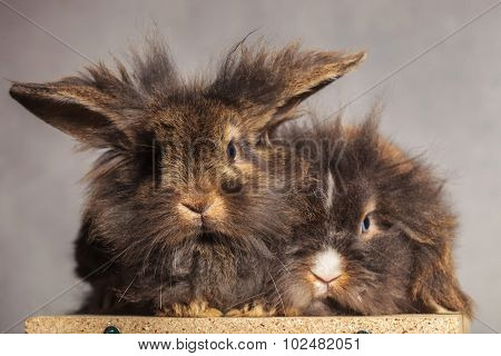 Furry lion head rabbit bunnys looking at the camera while lying on on wood box.