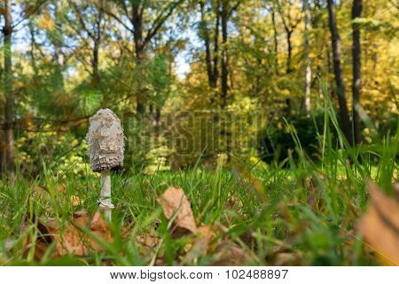 mushroom