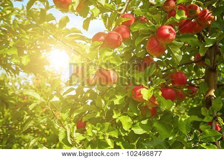 Red apples on apple tree branch