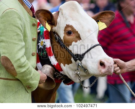 Cow At Exhibition