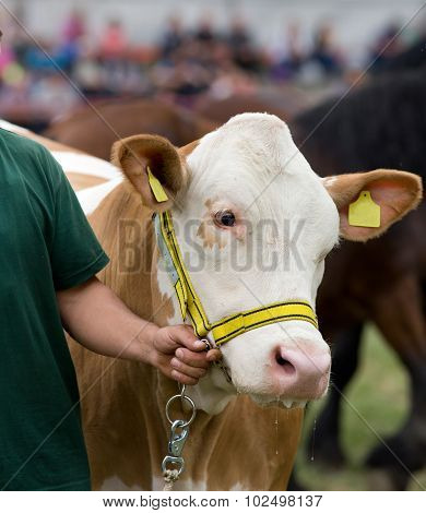 Cow At Exhibition