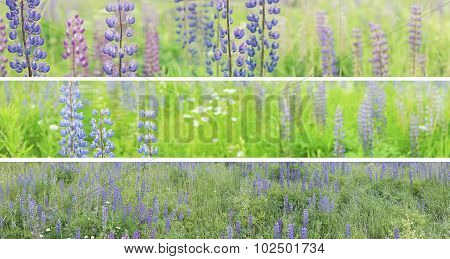 Three panoramas of a summer field garden.