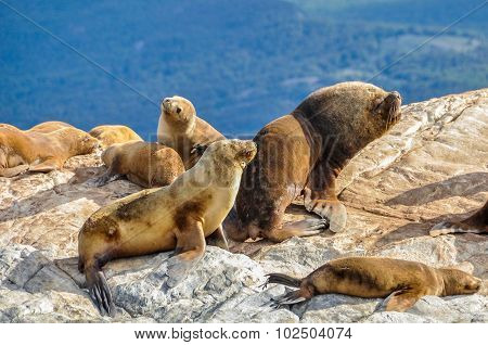 Beagle Channel, Ushuaia, Argentina