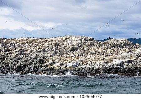 Beagle Channel, Ushuaia, Argentina