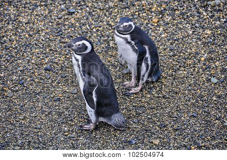 Penguin couple In Ushuaia, Argentina