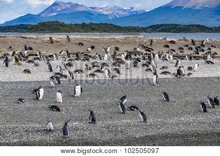 Beagle Channel, Ushuaia, Argentina