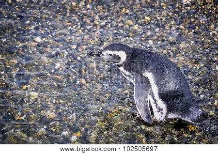 Beagle Channel, Ushuaia, Argentina