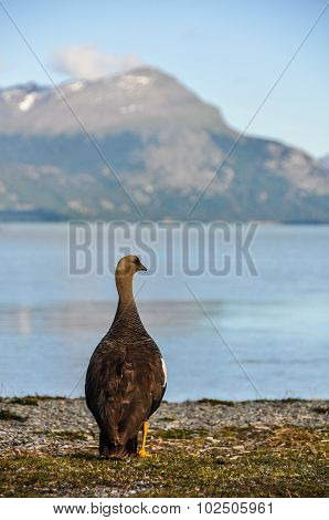 Tierra Del Fuego National Park, Ushuaia, Argentina