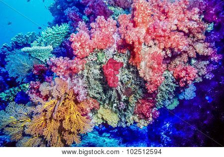 Coral Reef Fiji South Pacific