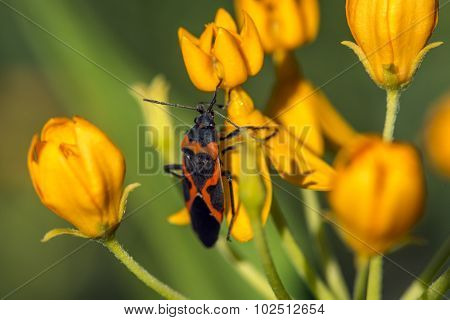 Milkweed Bug