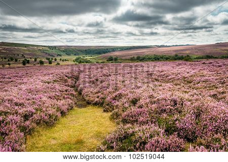 Goathland Moor Heather