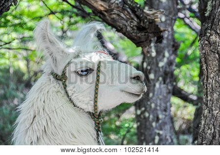 Lama, Fitz Roy, El Chalten, Argentina