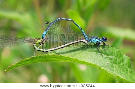 Coenagrion Puella