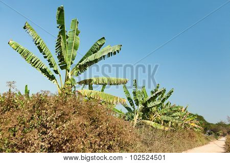 Banana Crops, Myanmar