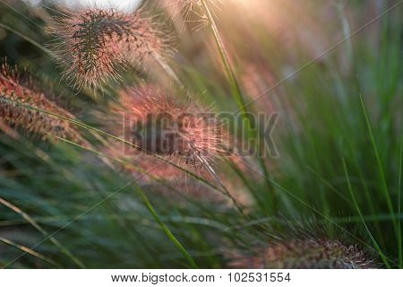 Pennisetum flower in sunset, Pennisetum alopecuroides