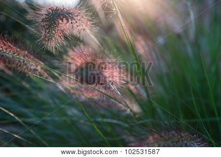 Pennisetum flower in sunset, Pennisetum alopecuroides