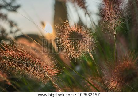 Pennisetum flower in sunset, Pennisetum alopecuroides