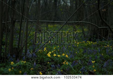 Wildflowers