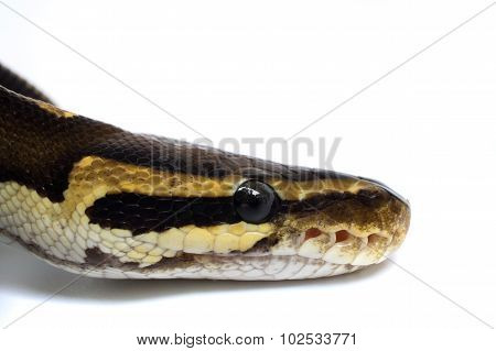 Snake Head Ball Python Head On White Background