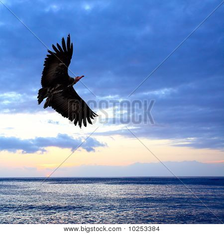 Aquila