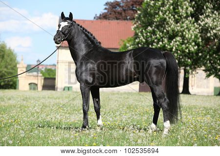 Nice Black Dutch Warmblood With Bridle