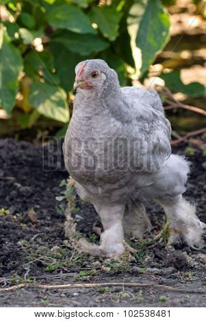 Hen walking alone in the garden