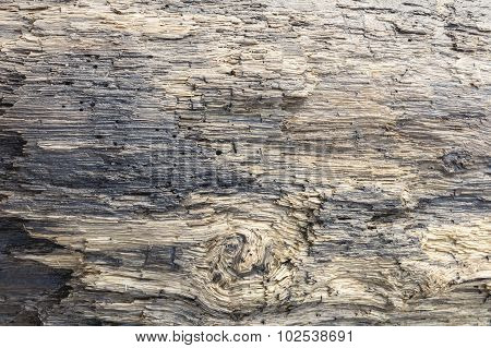 Driftwood Surface