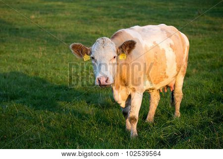 Brown And White Dairy Cow In Pasture, Czech Republic